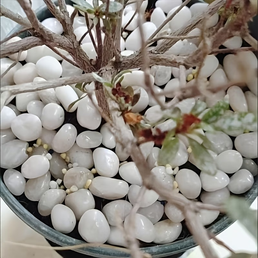 Piedras de Guijarro Blancas Pu - Indoor Herb Garden reseña y precio