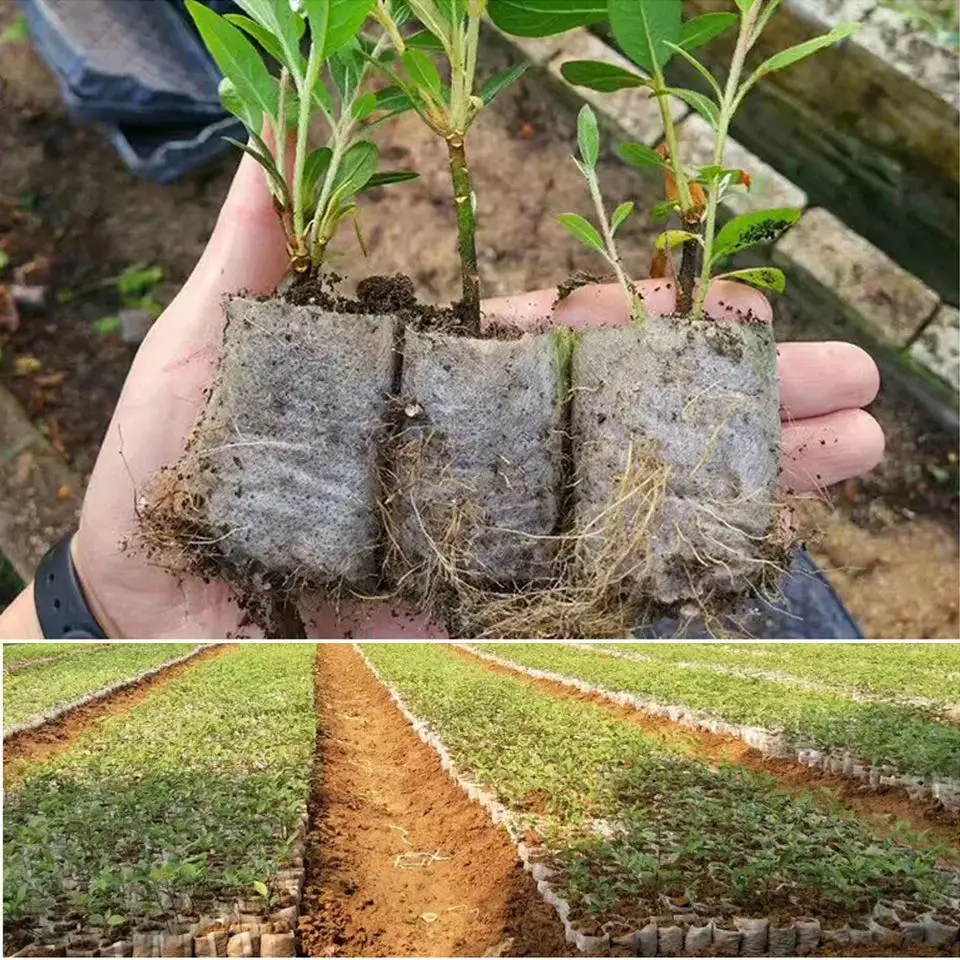 100 Uds. Bolsas biodegradables - Seed Starter Tray reseña y precio