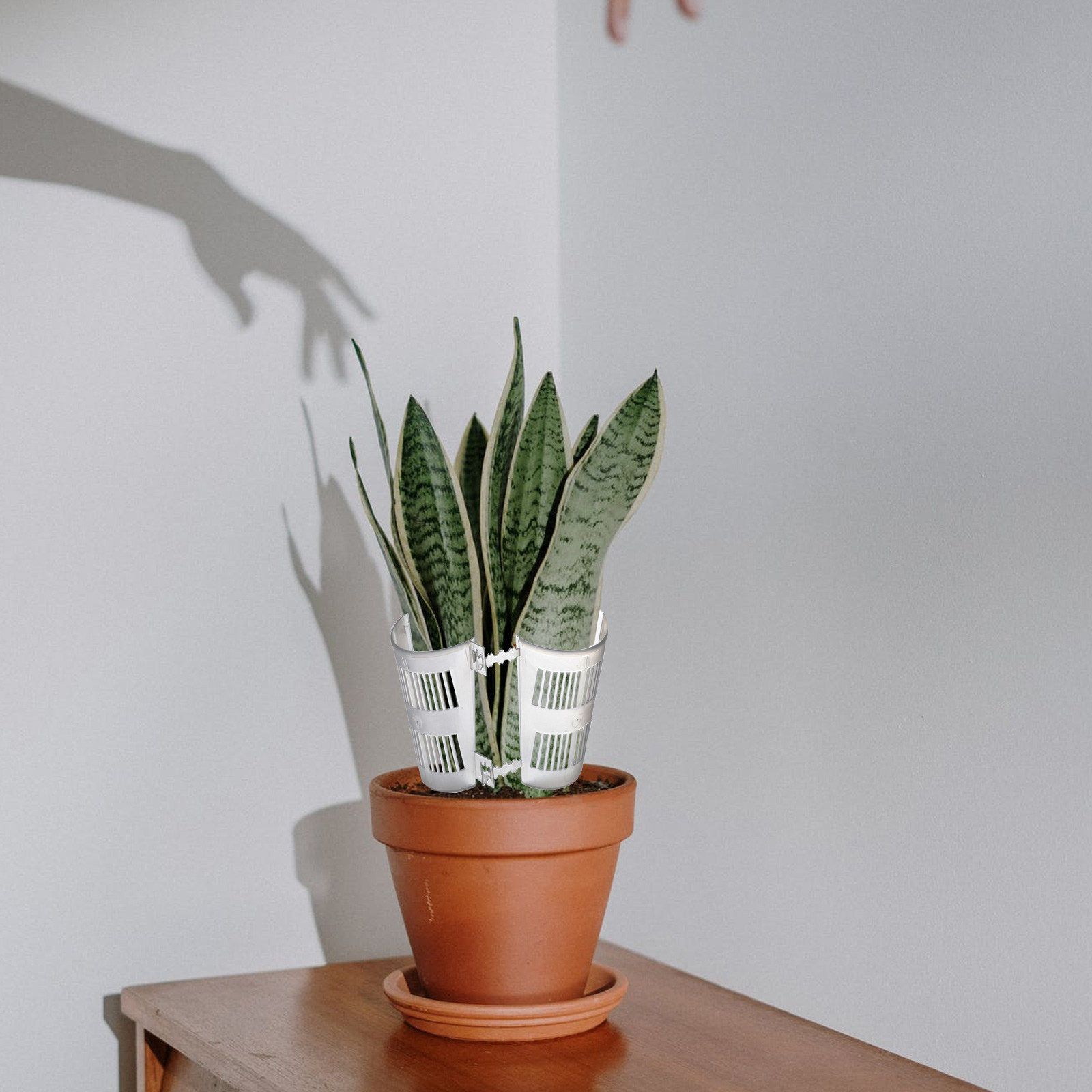 10 macetas transparentes para  - Plant Pot reseña y precio