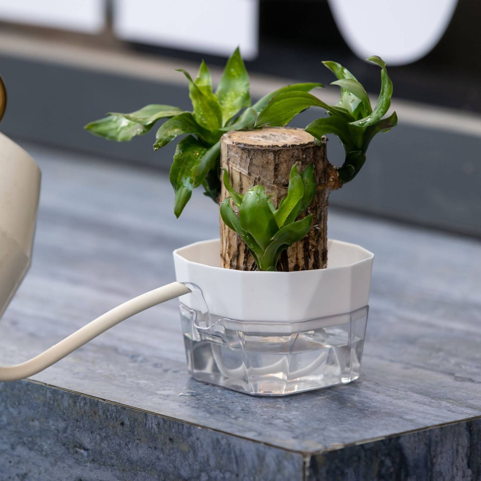 Maceta Hidropónica de 2 Nivele - Plant Pot reseña y precio