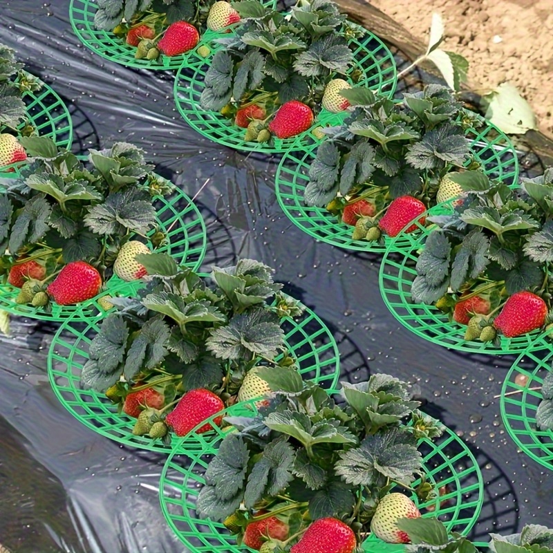 Estructura de soporte para pla - Indoor Herb Garden reseña y precio