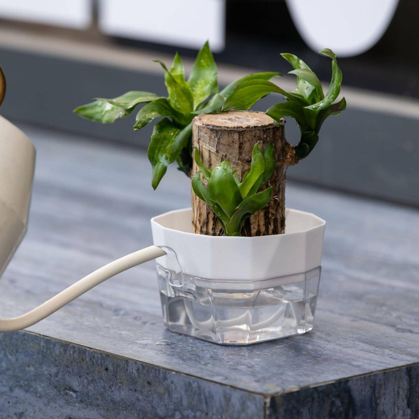 Jarrón Hidropónico de Dos Capa - Plant Pot reseña y precio