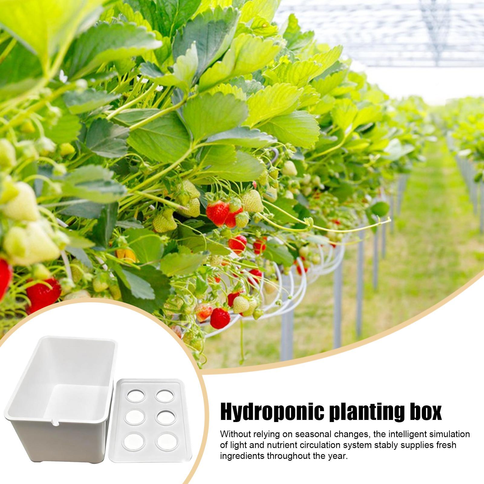 Kit de plantación hidropónica, - Hydroponic Kit reseña y precio
