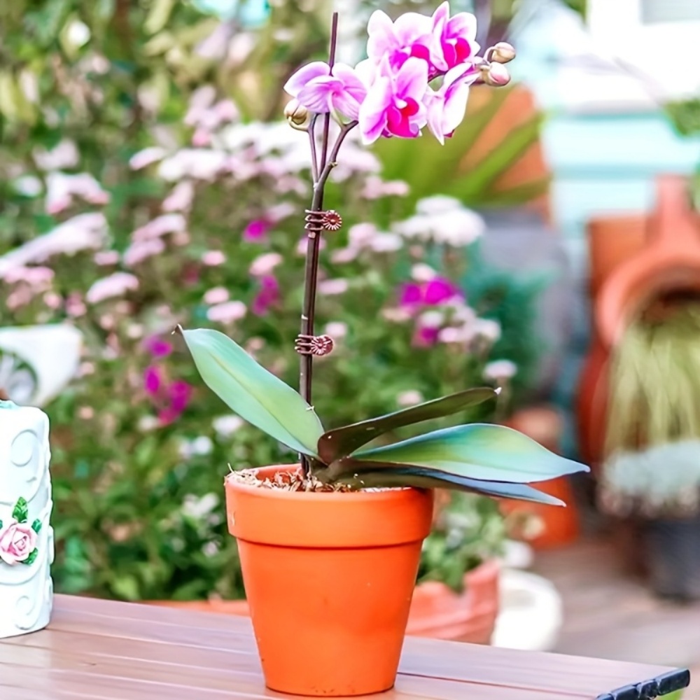 100 Clips para Plantas de Orqu - Indoor Herb Garden reseña y precio