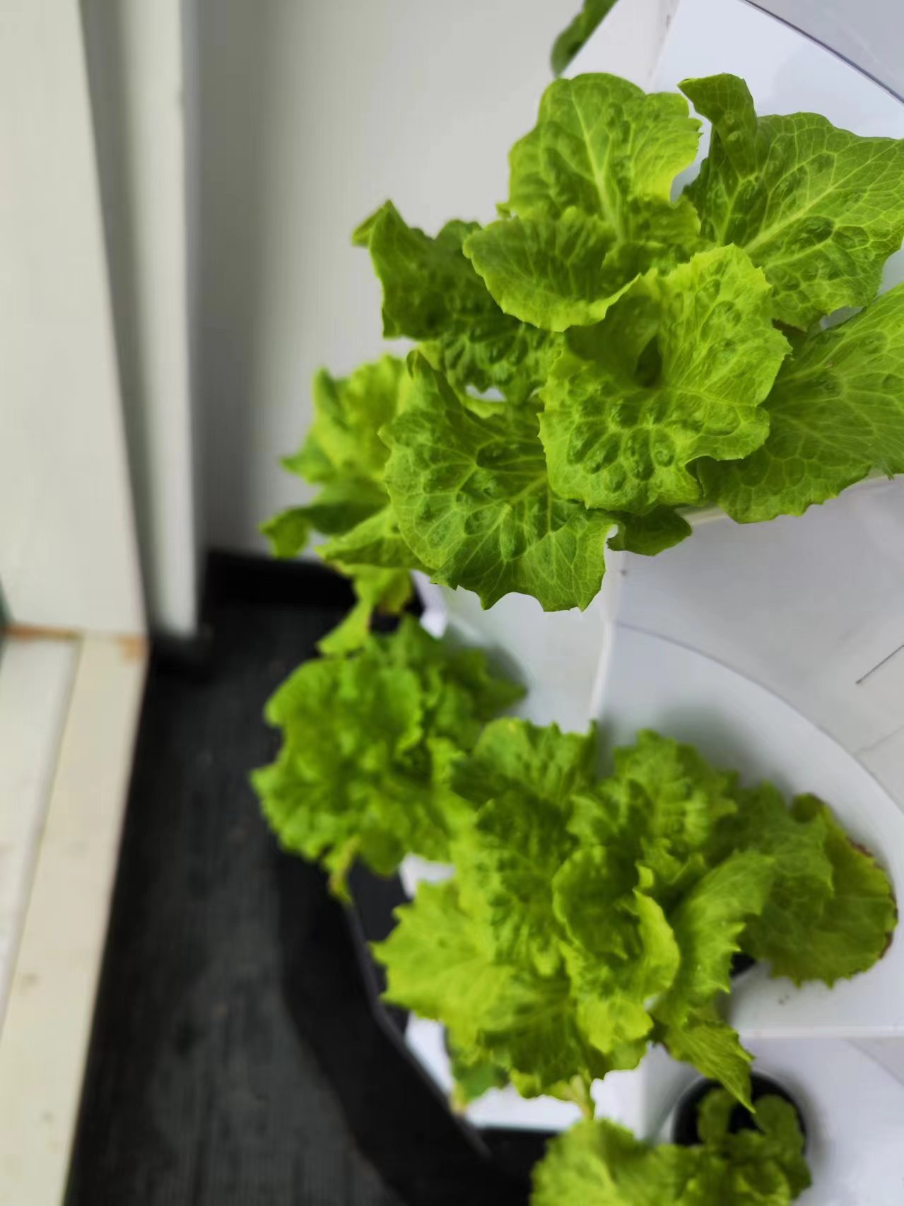 Sistema de Riego Automático pa - Hydroponic Kit reseña y precio